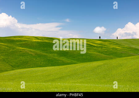 Grüne Felder, Zypressen und blauer Himmel im Val d'Orcia, UNESCO-Weltkulturerbe, Toskana, Italien, Europa Stockfoto