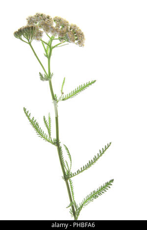 Gemeinsamen Schafgarbe (Achillea Millefolium) Stockfoto