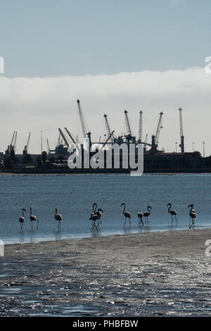 Große Flamingos am Rand des Wassers mit den Kranichen auf den Hafen im Hintergrund, die Feuchtgebiete, Walvis Bay, Namibia, Afrika Stockfoto