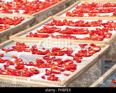 Die Herstellung von "Pummaroru Siccu", traditionelle sonnengetrocknete Tomate sehr populäre und traditionelle in Sizilien und Italien. Stockfoto