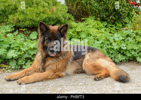 Schäferhund ist aufmerksam auf den Boden Stockfoto