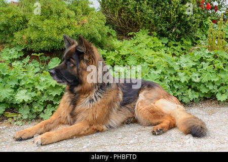 Deutscher Schäferhund ist wachsam auf einem Weg Stockfoto