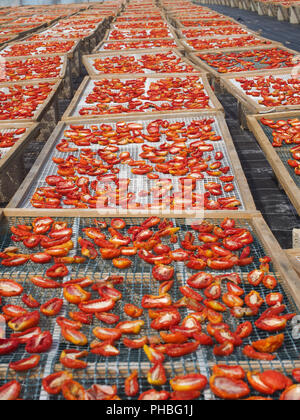 Die Herstellung von "Pummaroru Siccu", traditionelle sonnengetrocknete Tomate sehr populäre und traditionelle in Sizilien und Italien. Stockfoto