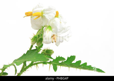 Solanum sisymbriifolium (litschi Tomate, Vila, Vila, klebrige Nachtschatten) Stockfoto