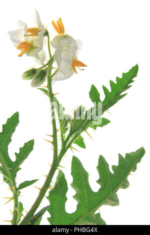 Solanum sisymbriifolium (litschi Tomate, Vila, Vila, klebrige Nachtschatten) Stockfoto