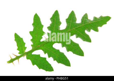 Solanum sisymbriifolium (litschi Tomate, Vila, Vila, klebrige Nachtschatten) Stockfoto