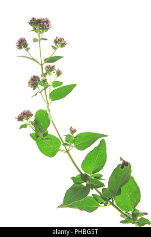 Oregano oder wilder Majoran (Origanum vulgare) Stockfoto