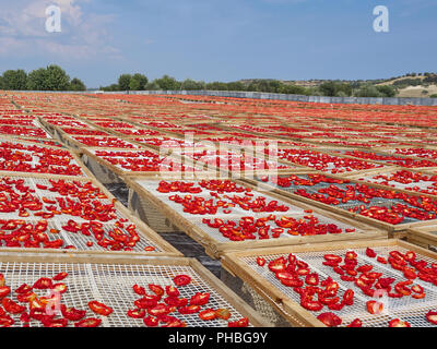 Die Herstellung von "Pummaroru Siccu", traditionelle sonnengetrocknete Tomate sehr populäre und traditionelle in Sizilien und Italien. Stockfoto