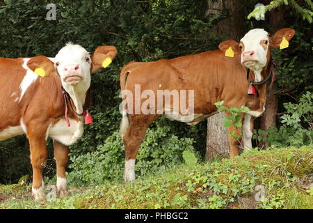 Zwei junge Kühe in der Natur Stockfoto