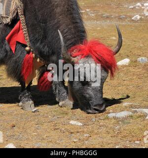 Roten dekorierten Jak fotografiert in Gokyo, Nepal. Stockfoto