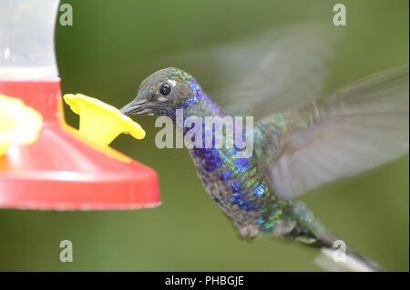 Violett Sabrewing Kolibri, Costa Rica Stockfoto