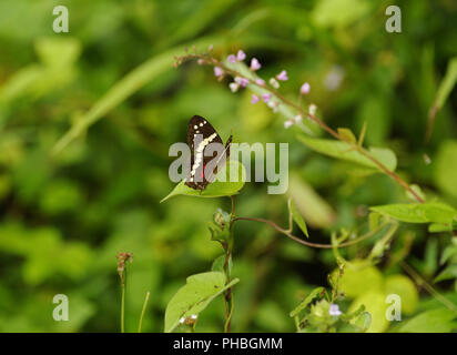 Dschungel Schmetterling, Costa Rica Stockfoto