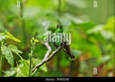 Kupferfarben - vorangegangen Emerald Kolibri, Costa Rica Stockfoto