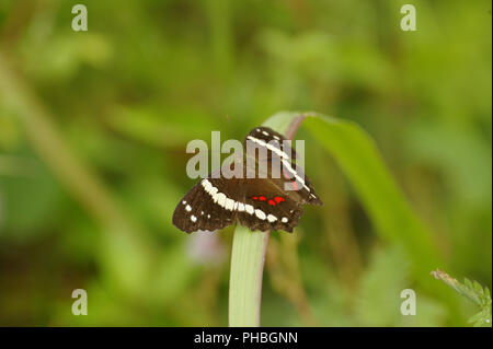 Schmetterling, Costa Rica Stockfoto