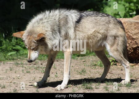 Mexikanische Gray Wolf Stockfoto