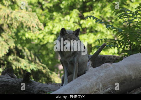 Mexikanische Grauer Wolf schauen von oben auf einen Stapel von Protokollen. Stockfoto