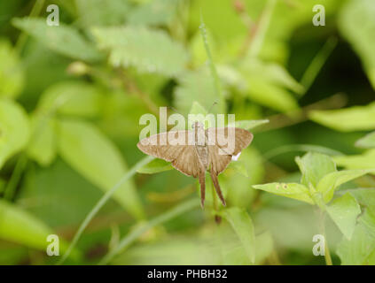 Moth, Costa Rica Stockfoto