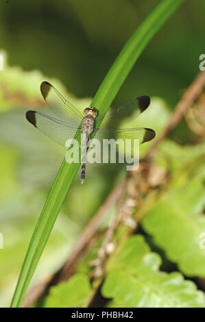 Libelle auf Blatt, Costa Rica Stockfoto