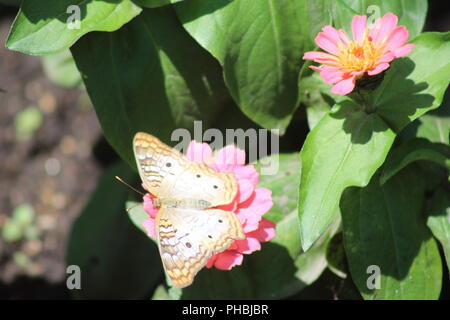Weiß Tagpfauenauge ruht auf einem kleinen rosa Blume. Stockfoto