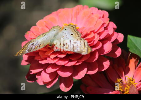 Weiß Tagpfauenauge ruht auf einem rosa Zinnia Blume Stockfoto