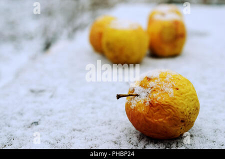 Kantige gelbe Äpfel im Schnee Stockfoto