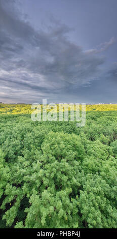 Sonnenuntergang von der Höhe über dem Wald. Stavropol. Russland Stockfoto