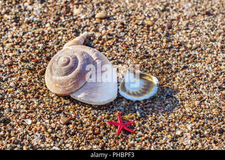 Verschiedene Muscheln am Strand Stockfoto