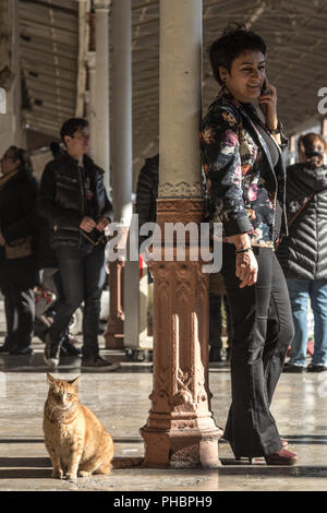 ISTANBUL, Türkei - 28 Dezember, 2015: Herrenlose neben einem Unternehmen Frau mit der Telefon t Ingwer Katze sitzt auf der Plattform von Sirkeci Bahnhof Stockfoto