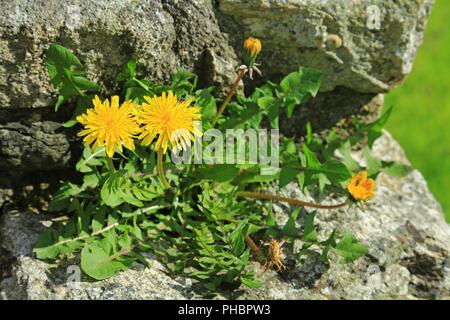 Löwenzahn (Taraxacum Officinale) Stockfoto