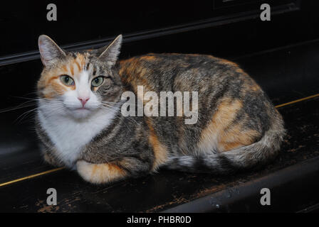 Dreifarbige Katze liegt auf dem Klavier Stockfoto