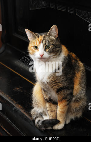 Dreifarbige Katze sitzt am Klavier Stockfoto