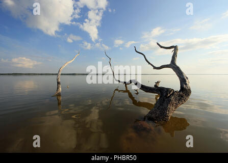 Red Mangrove Skelette oder baumstümpfe auf dem West See in den Everglades National Park, Florida. Stockfoto