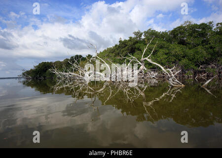 Red Mangrove Skelette oder baumstümpfe auf dem West See in den Everglades National Park, Florida. Stockfoto