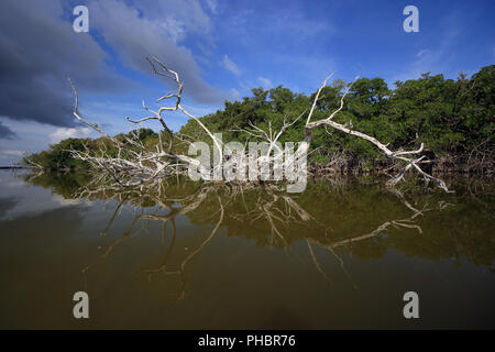 Red Mangrove Skelette oder baumstümpfe auf dem West See in den Everglades National Park, Florida. Stockfoto