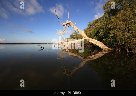 Red Mangrove Skelette oder baumstümpfe auf dem West See in den Everglades National Park, Florida. Stockfoto