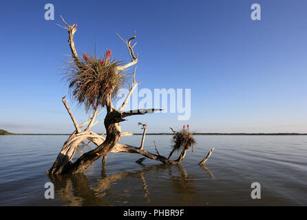 Red Mangrove Skelette oder baumstümpfe auf dem West See in den Everglades National Park, Florida. Stockfoto