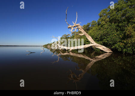 Red Mangrove Skelette oder baumstümpfe auf dem West See in den Everglades National Park, Florida. Stockfoto