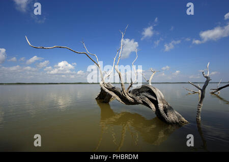 Red Mangrove Skelette oder baumstümpfe auf dem West See in den Everglades National Park, Florida. Stockfoto