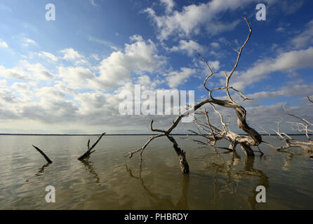 Red Mangrove Skelette oder baumstümpfe auf dem West See in den Everglades National Park, Florida. Stockfoto