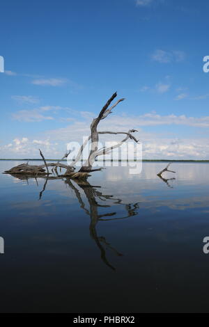 Red Mangrove Skelette oder baumstümpfe auf dem West See in den Everglades National Park, Florida. Stockfoto