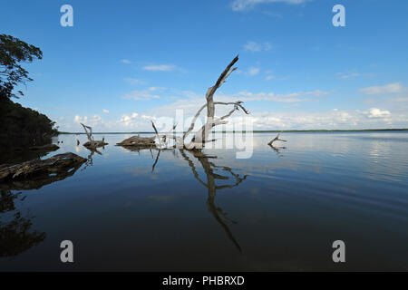 Red Mangrove Skelette oder baumstümpfe auf dem West See in den Everglades National Park, Florida. Stockfoto