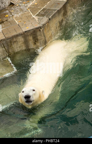 Eisbären im Zoo wasser Voliere Stockfoto