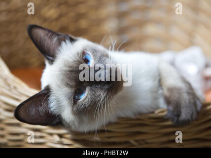 Junge Katze, Kitten von Siam, Orientalisch Rasse Stockfoto