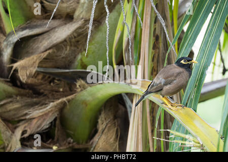 Gemeinsame myna Sitzen auf einem Zweig der Palm Tree Stockfoto