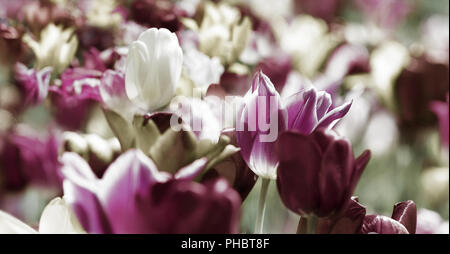 Tulpen getönte Konzept lila tief Stockfoto