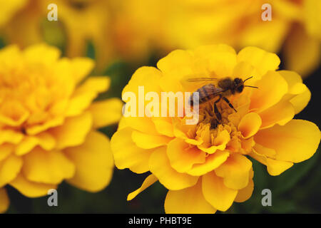 Tagetes, Ringelblumen, Symbol der Gesundheit und Langlebigkeit, schöne und helle gelbe Pflanzen Nahaufnahme, eine Biene auf einer Blume, wachsen in der Natur Stockfoto