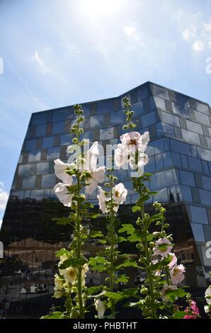 Blumen in der Nähe von neue Bibliothek der Universität Freiburg im Breisgau. Stockfoto