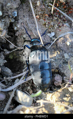 Schwarz Blau Käfer in der Natur, Tiere, Käfer Stockfoto