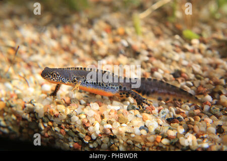 Männliche Bergmolch triturus alpestris, Stockfoto