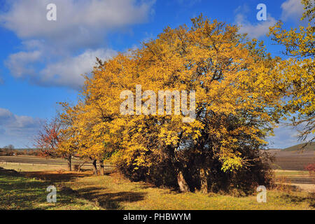 Schönen Herbst Landschaft mit bunten Bäumen. Sonnigen Tag Stockfoto